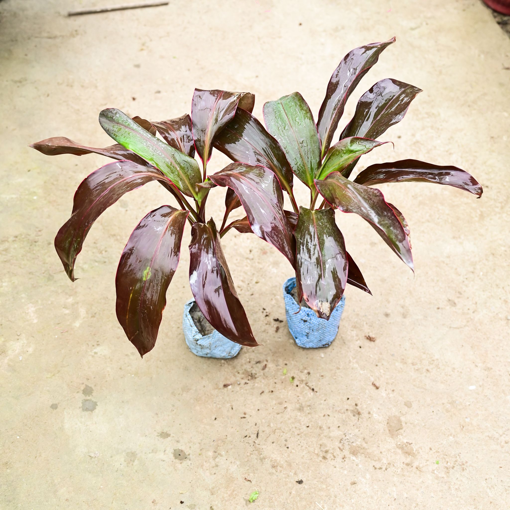 Set Of 2 - Dracaena Rosea in 4 Inch Nursery Bag