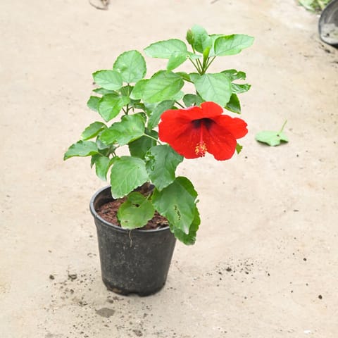 Hibiscus / Gudhal Red in 6 Inch Nursery Pot