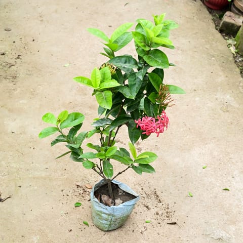 Ixora Pink in 8 Inch Nursery Bag