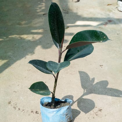 Buy Rubber Black (~ 1.5 Ft) in 8 Inch Nursery Bag Online | Urvann.com