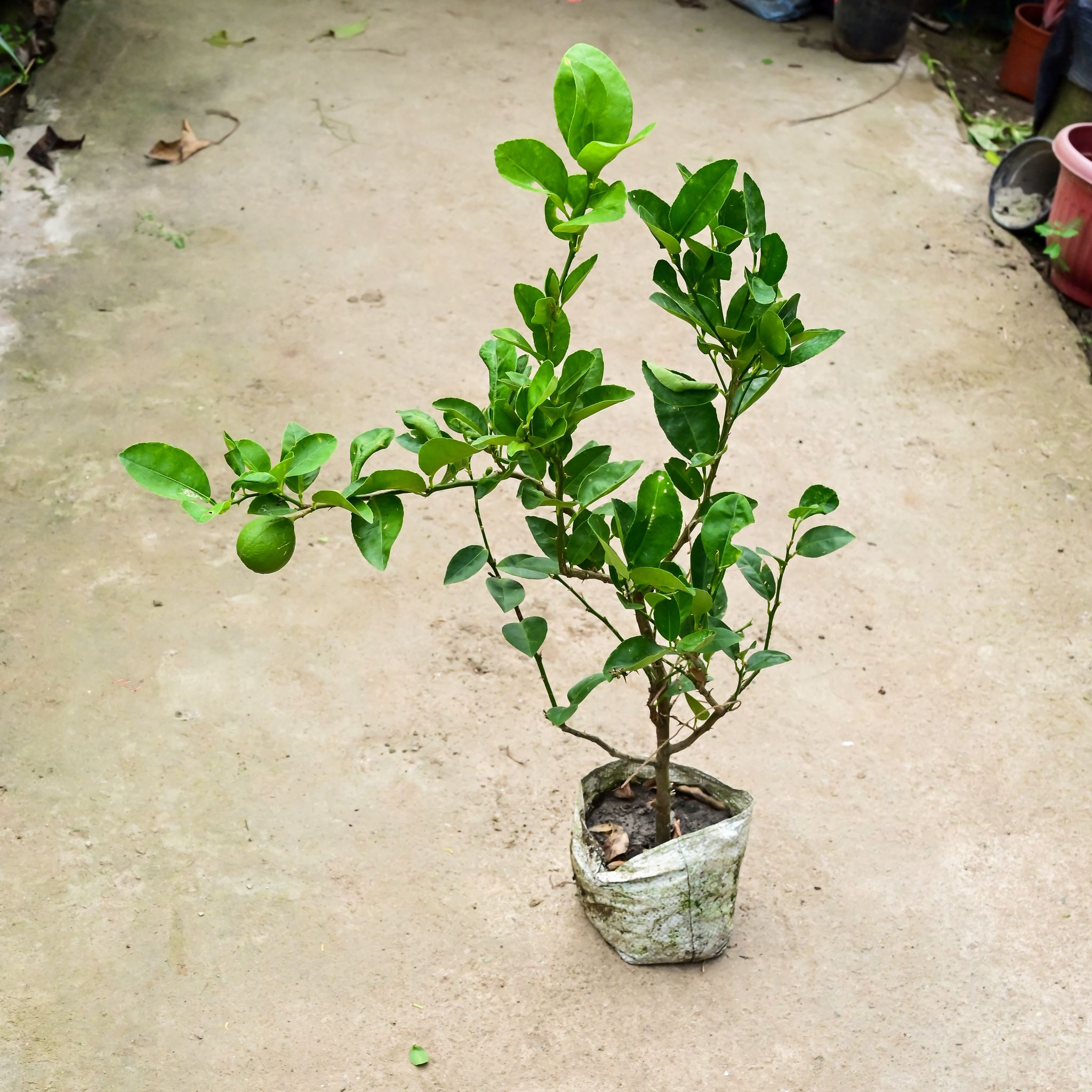Lemon / Nimbu Plant (~ 2 Ft) in 8 Inch Nursery Bag
