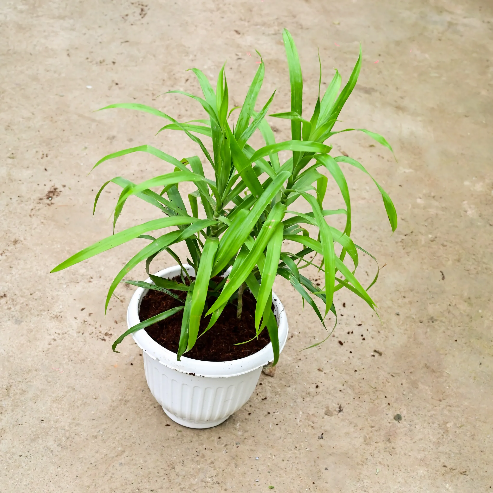 Dracaena Green in 8 Inch White Olive Plastic Pot
