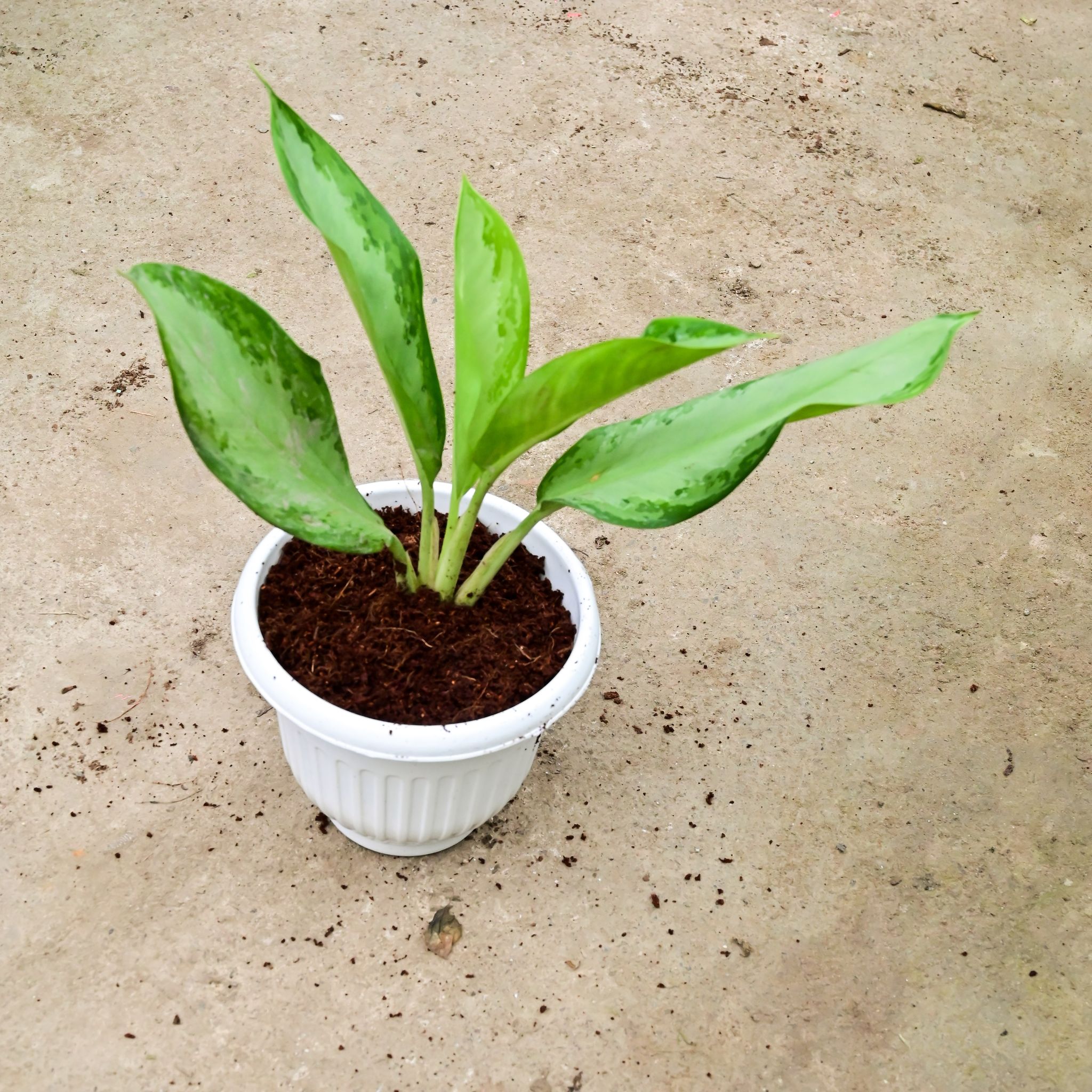Aglaonema Broad Leaf in 8 Inch White Olive Plastic Pot