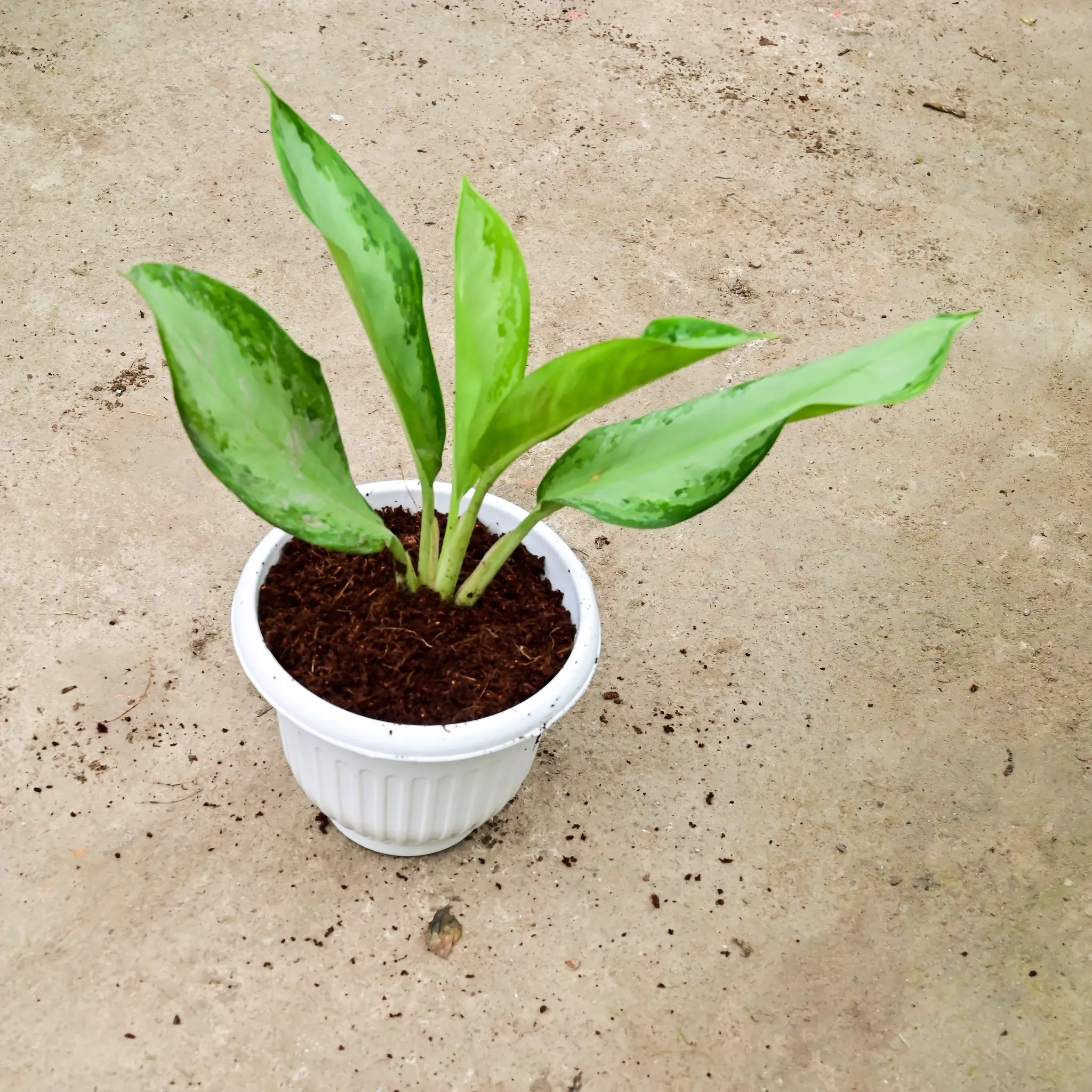 Aglaonema Broad Leaf in 8 Inch White Olive Plastic Pot