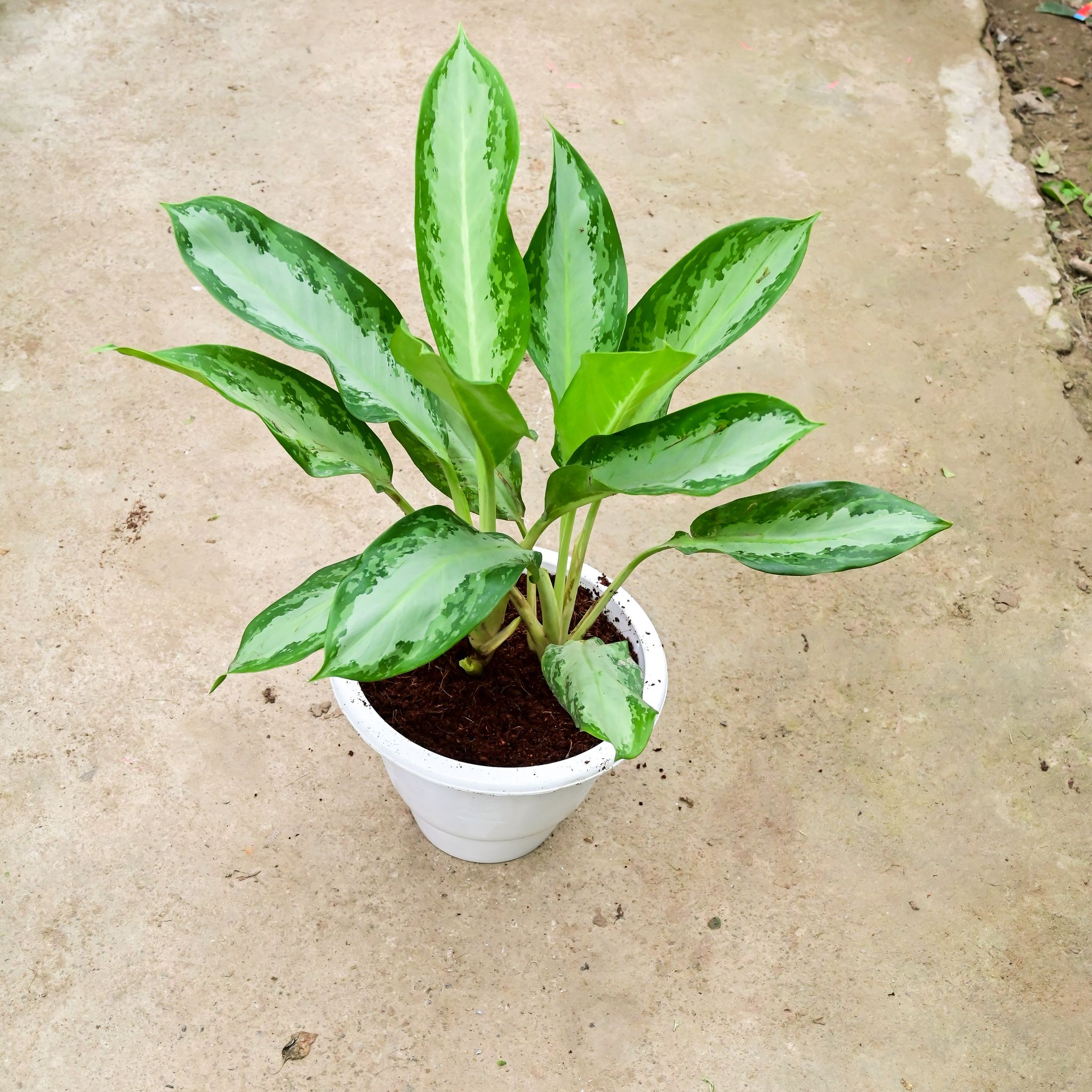 Aglaonema Broad Leaf in 10 Inch White Classy Plastic Pot