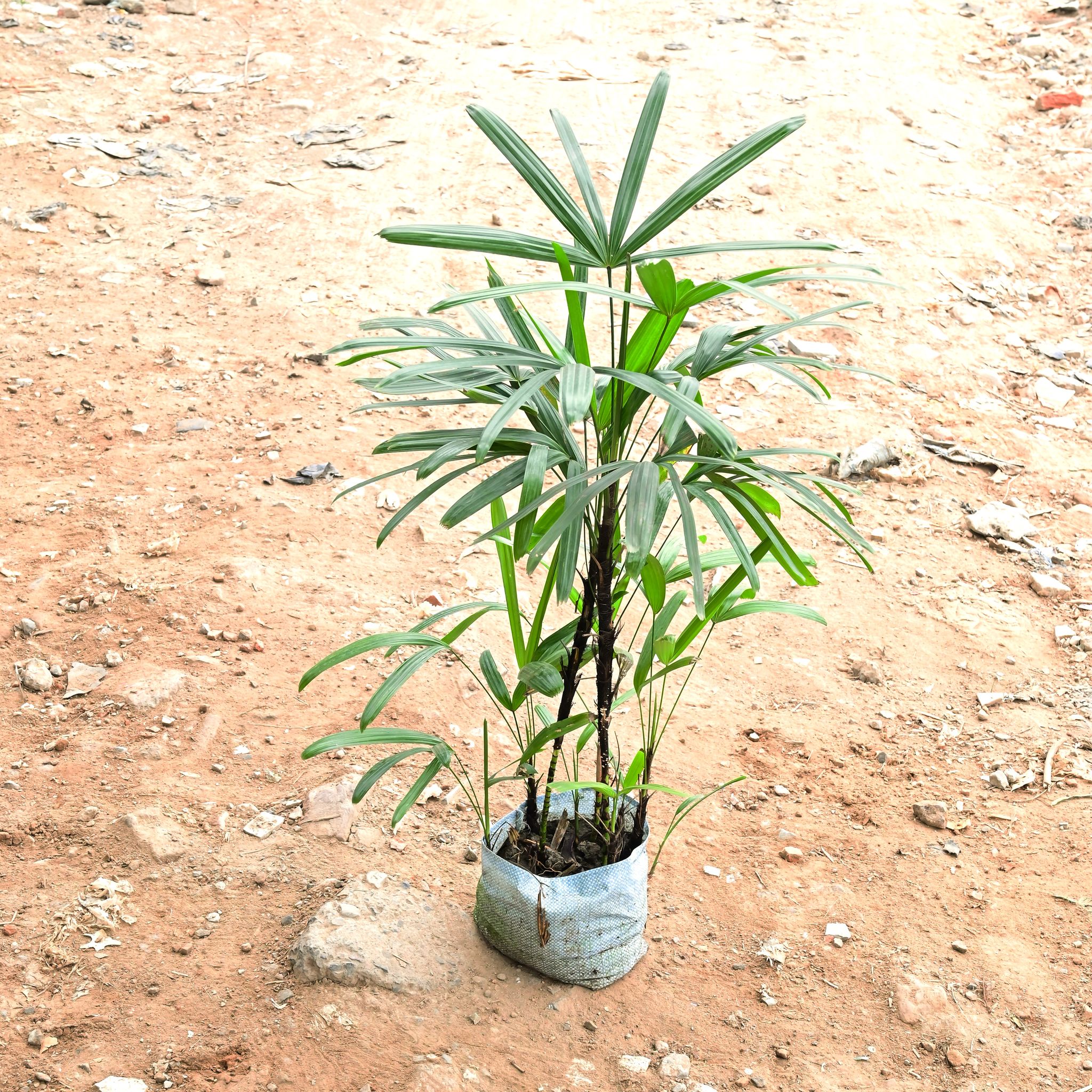 Raphis Palm in 10 Inch Nursery Bag