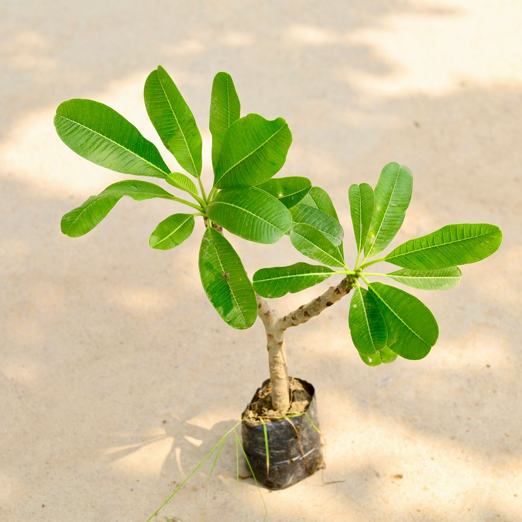 Buy Champa / Plumeria in 4 Inch Nursery Bag Online | Urvann.com Champa / Plumeria in 4 Inch Nursery Bag