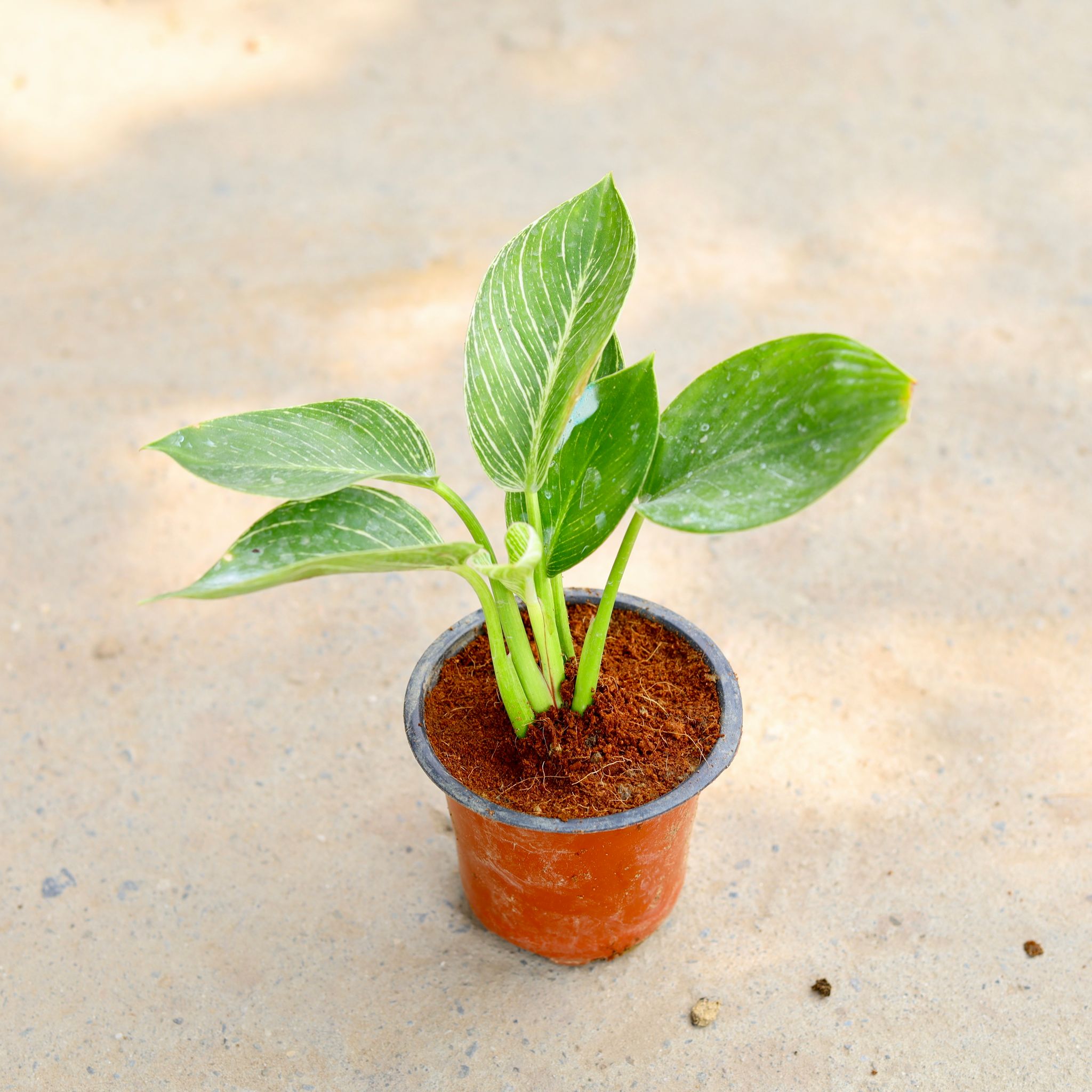 Philodendron Birkin in 3 Inch Nursery Pot