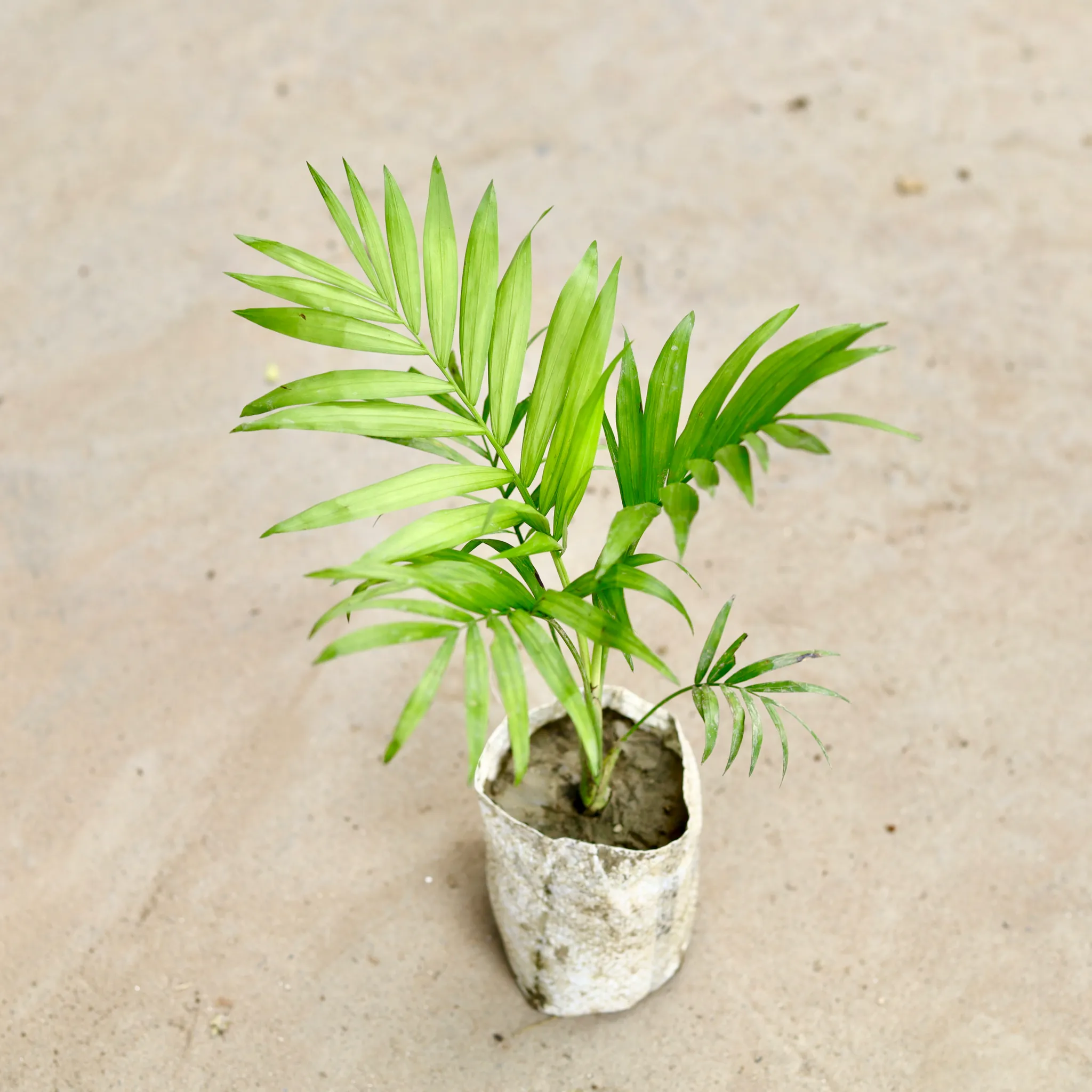 Chamaedorea Palm in 4 Inch Nursery Bag