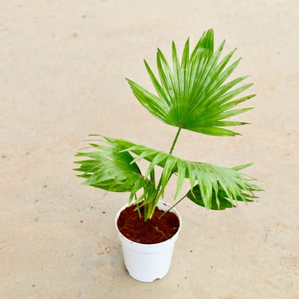 Buy China / Fan Palm in 5 Inch White Nursery Pot Online | Urvann.com
