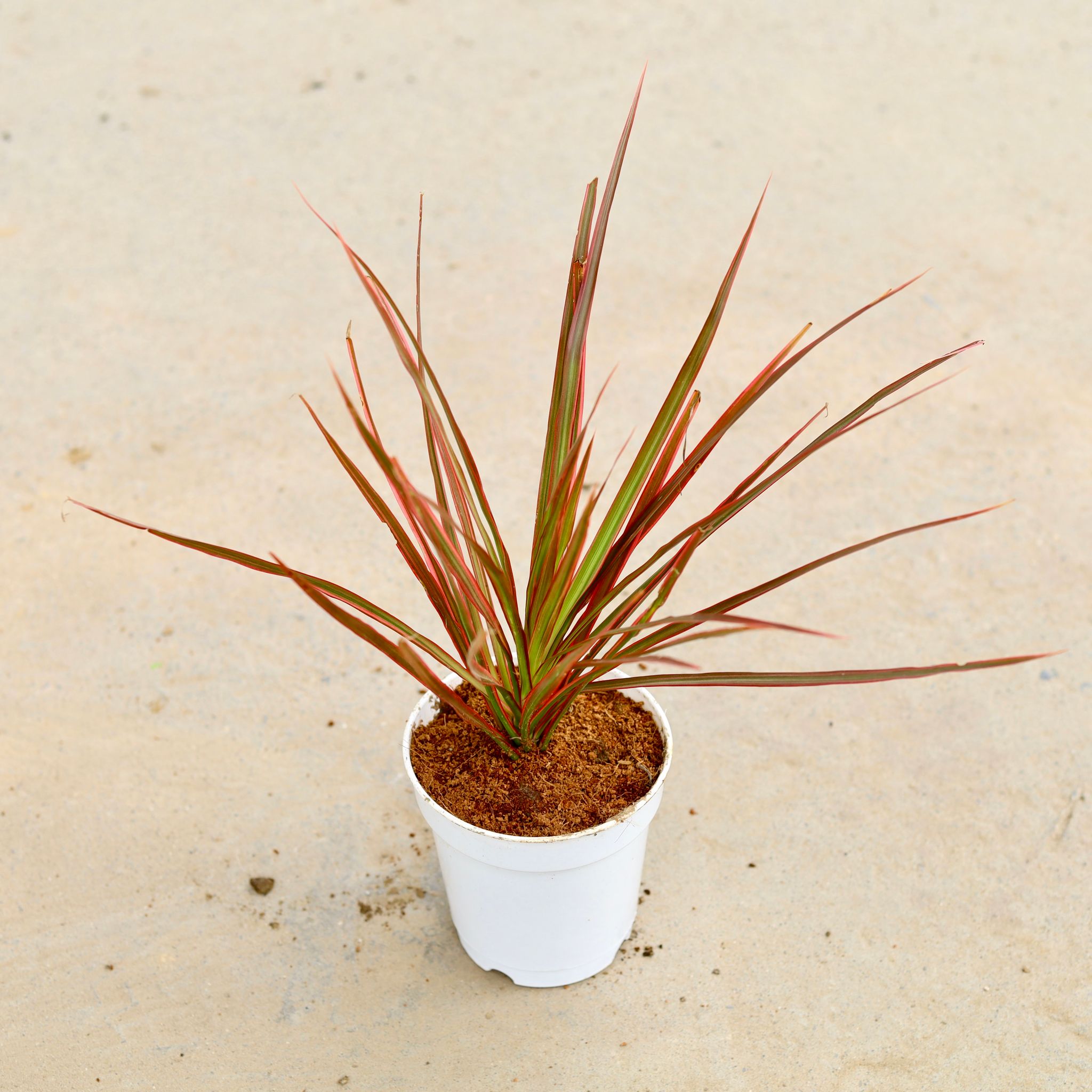 Dracaena Colorama / Marginata Red in 5 Inch White Nursery Pot