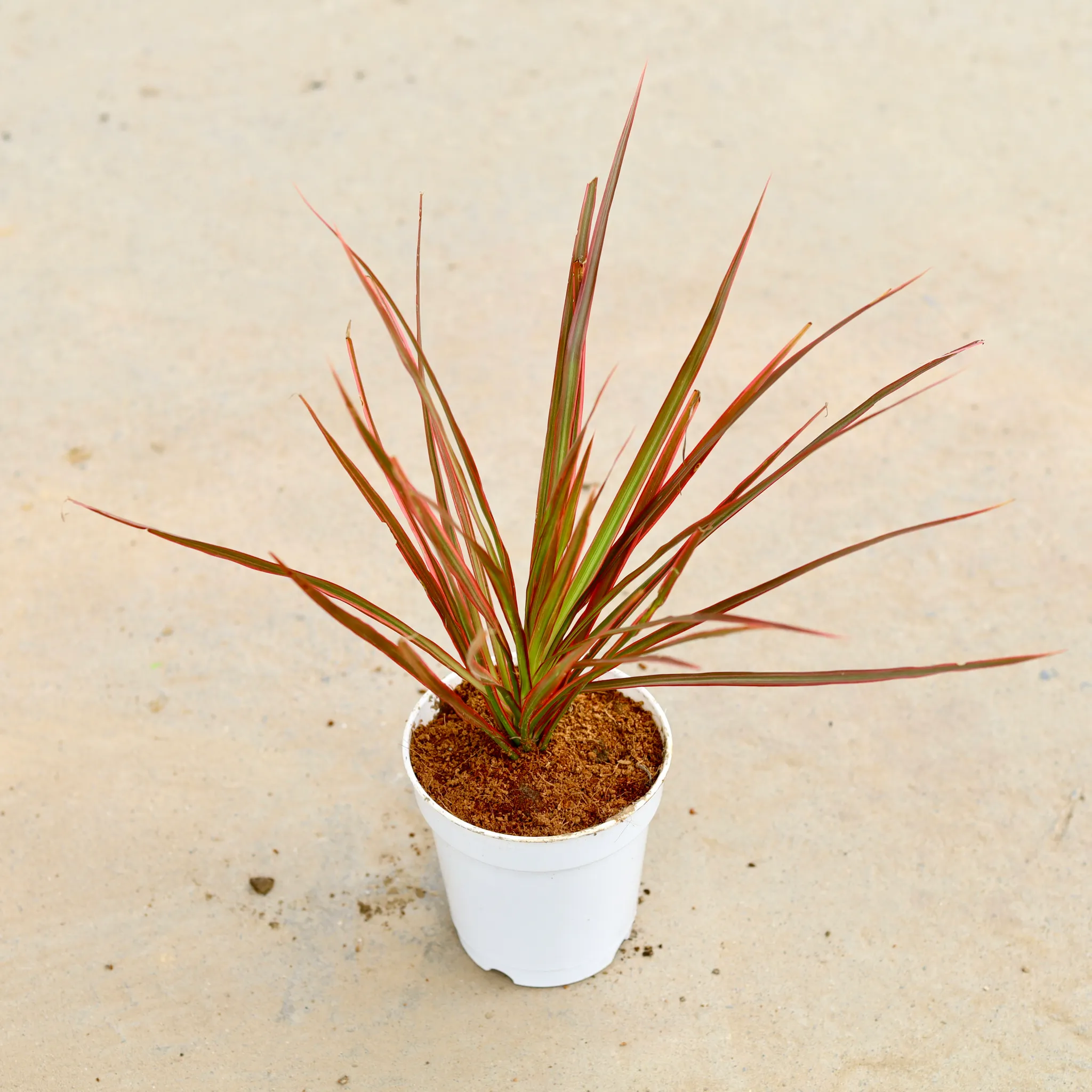 Dracaena Colorama / Marginata Red in 5 Inch White Nursery Pot