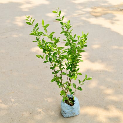 Buy Cherry Plant in 5 Inch Nursery Bag Online | Urvann.com
