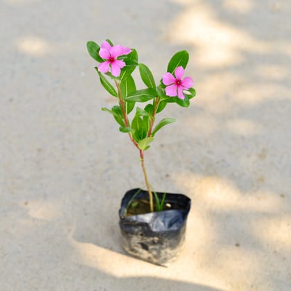 Buy Periwinkle / Vinca / Sadabahar Pink in 4 Inch Nursery Bag Online | Urvann.com