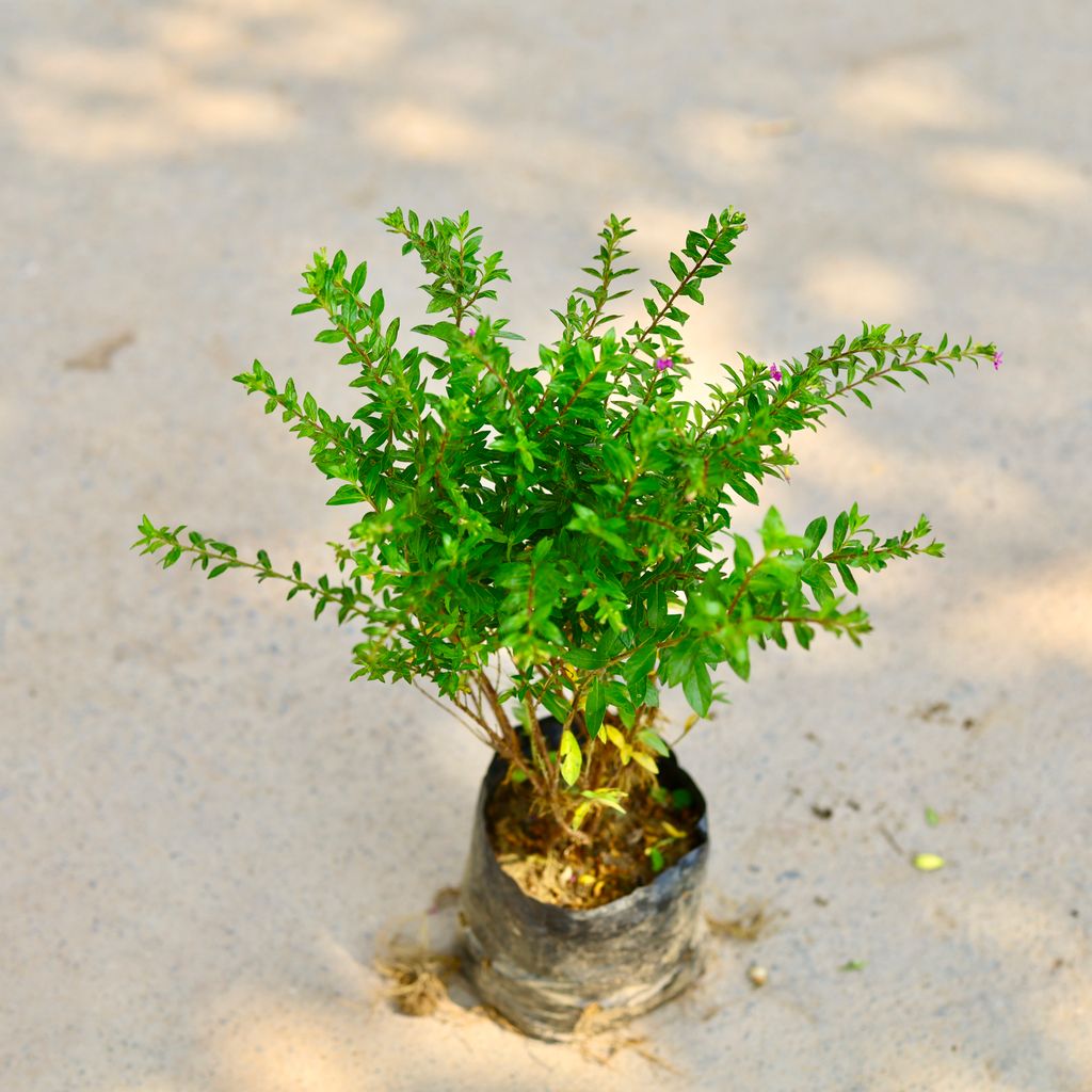 Buy Cuphea / False Heather ( Any Colour) in 4 Inch Nursery Bag Online | Urvann.com Cuphea / False Heather ( Any Colour) in 4 Inch Nursery Bag