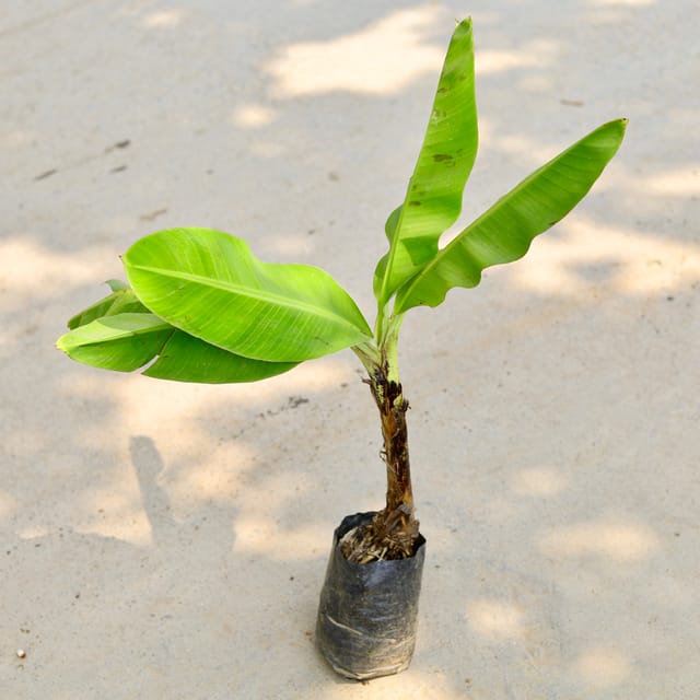 Banana Plant in 4 Inch Nursery Bag