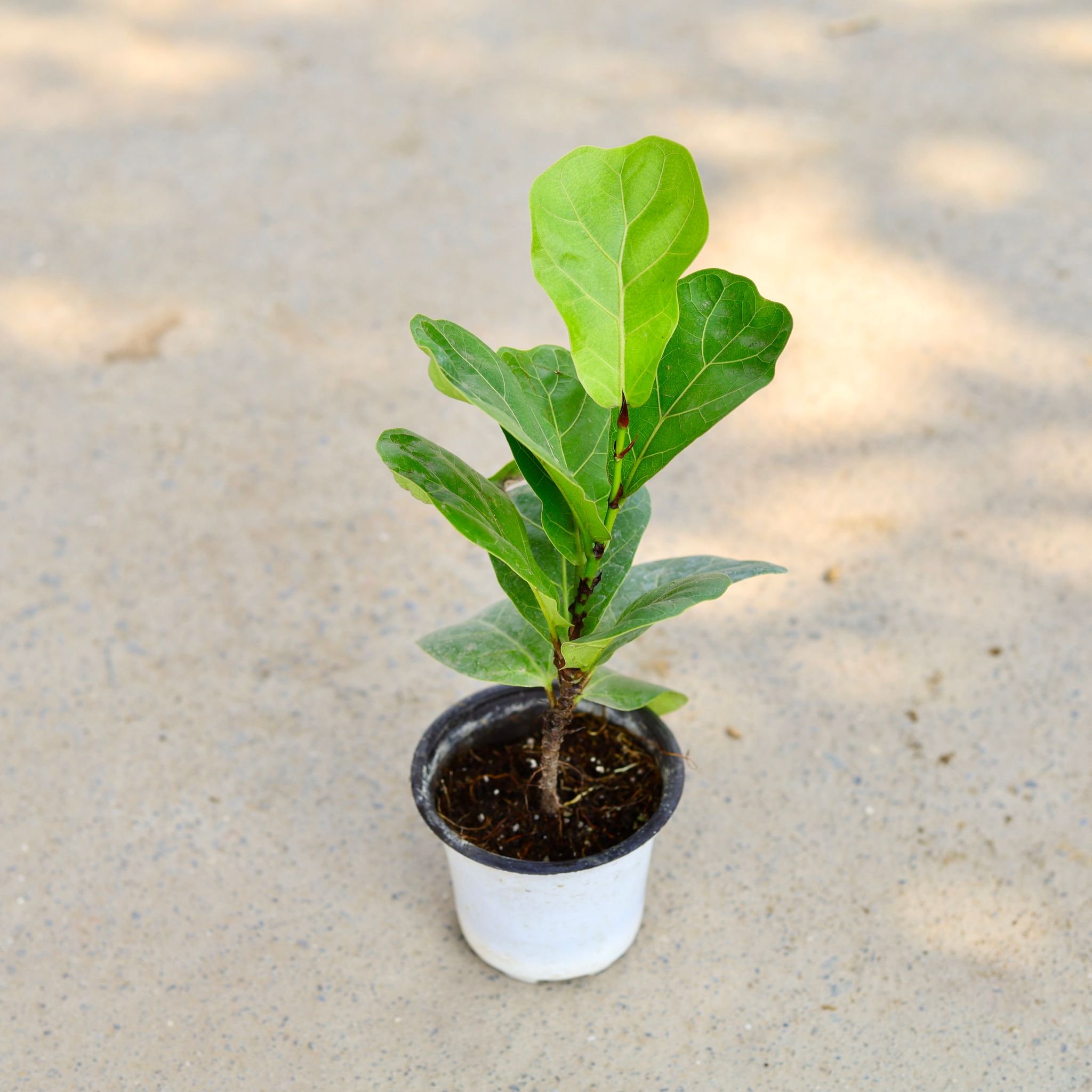 Fiddle Leaf Fig / Ficus Lyrata in 4 Inch White Nursery Pot