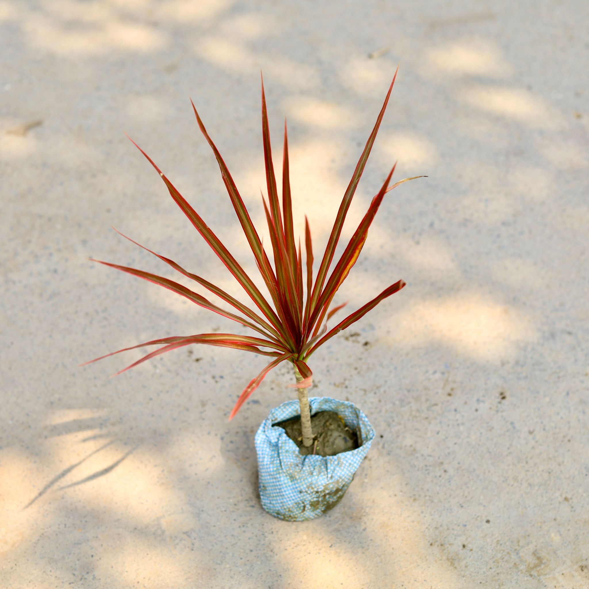 Dracaena Colorama / Marginata Red� in 4 Inch Nursery Bag