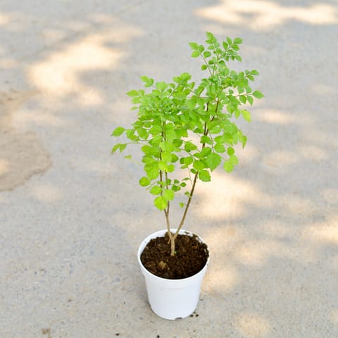 Tecoma Capensis in 5 Inch White Nursery Pot