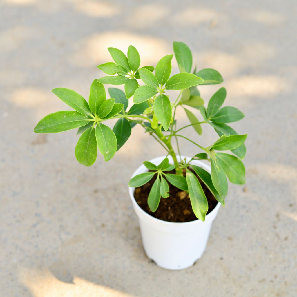 Schefflera Green in 5 Inch White Nursery Pot