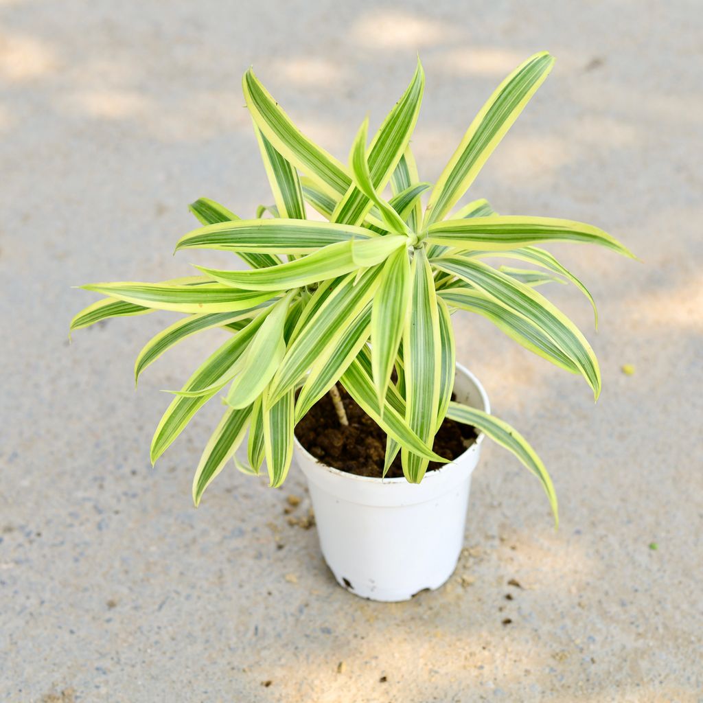 Buy Song Of India in 5 Inch White Nursery Pot Online | Urvann.com Song Of India in 5 Inch White Nursery Pot