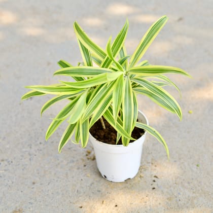 Buy Song Of India in 5 Inch White Nursery Pot Online | Urvann.com