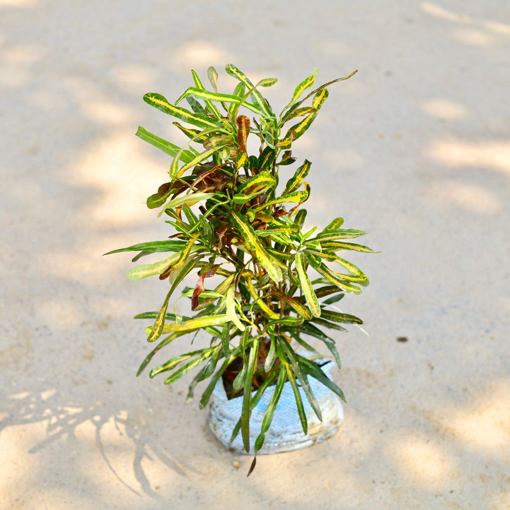 Buy Croton Lilliput in 6 Inch Nursery Bag Online | Urvann.com Croton Lilliput in 6 Inch Nursery Bag