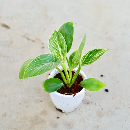 Buy Philodendron Birkin in 4 Inch Classy White Cup Ceramic Pot Online | Urvann.com