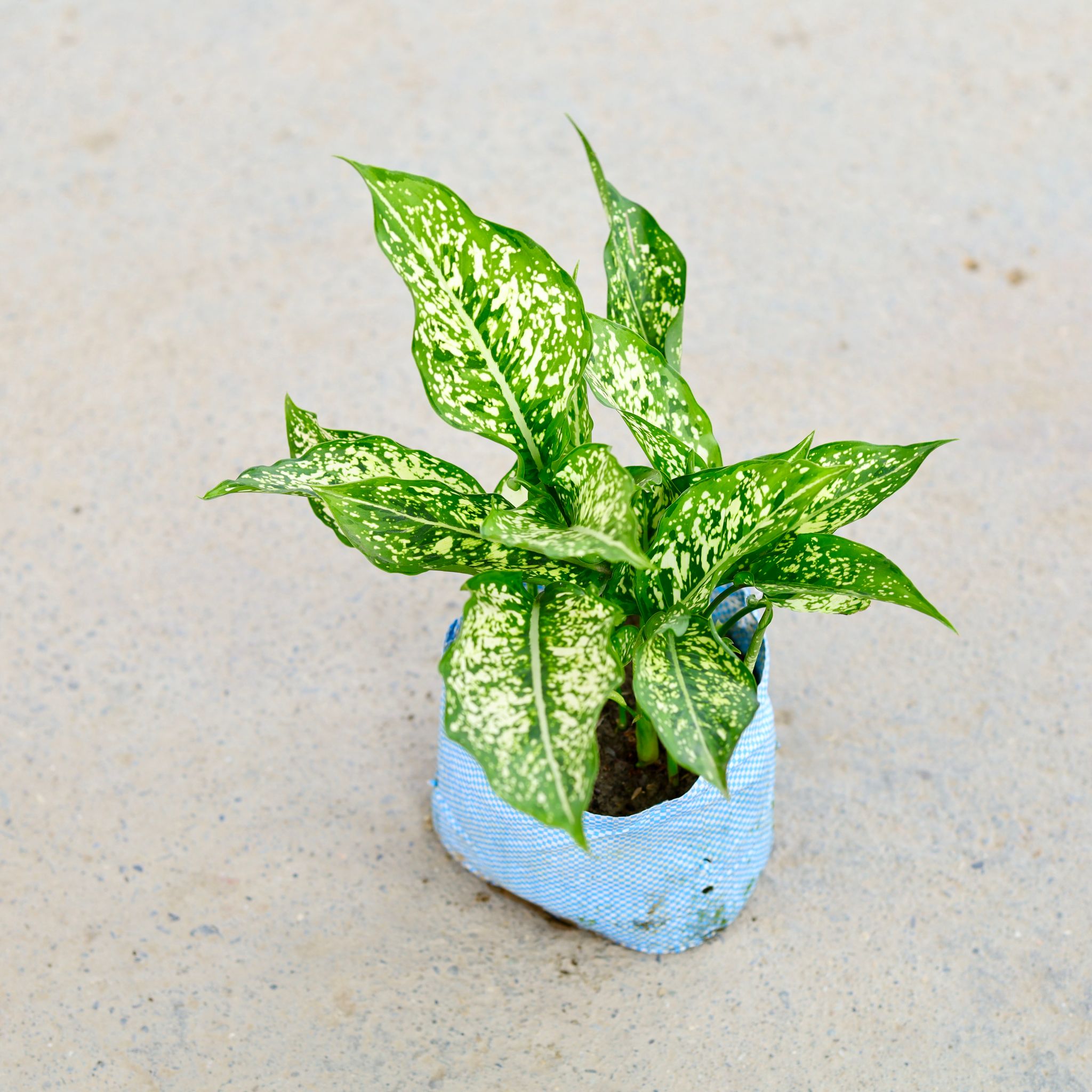 Aglaonema Snow White in 6 Inch Nursery Bag