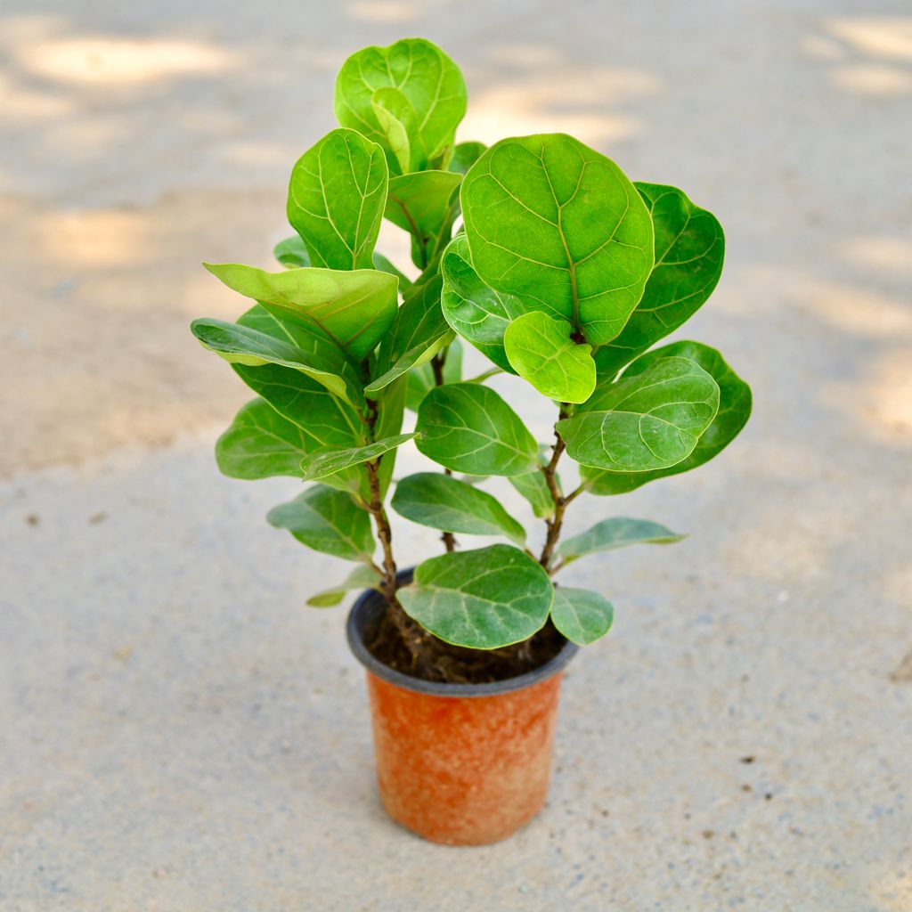 Buy Fiddle Leaf Fig / Ficus Lyrata (3 In 1) in 5 Inch Nursery Pot Online | Urvann.com Fiddle Leaf Fig / Ficus Lyrata (3 In 1) in 5 Inch Nursery Pot