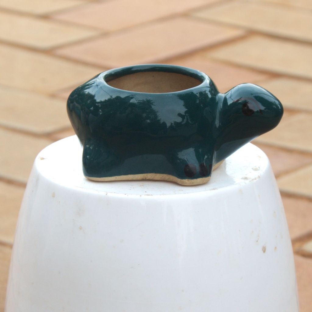 Buy 3 Inch Classy Black Turtle Designer Ceramic Pot Online | Urvann.com 3 Inch Classy Black Turtle Designer Ceramic Pot
