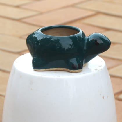Buy 3 Inch Classy Black Turtle Designer Ceramic Pot Online | Urvann.com