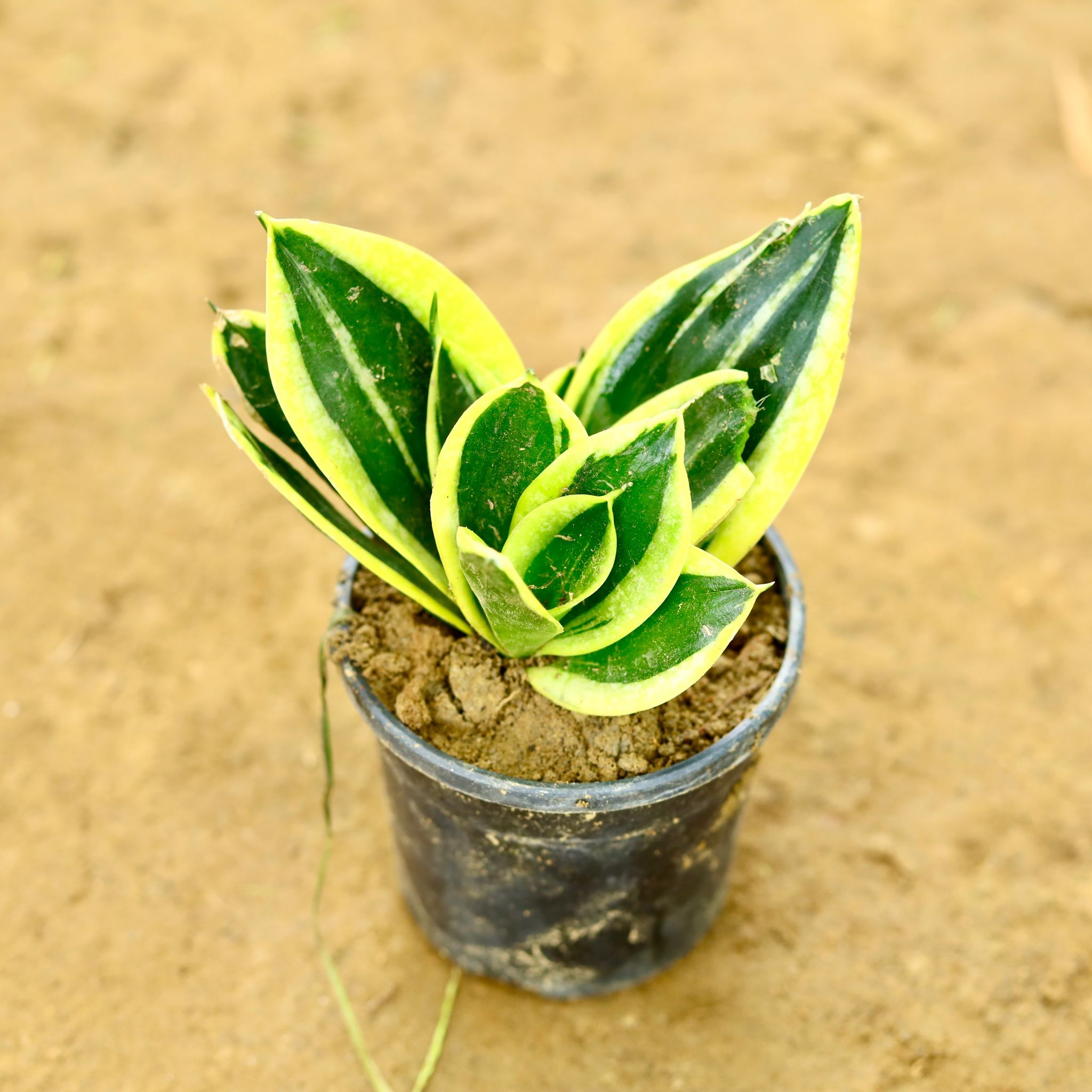 Snake Dwarf Yellow in 4 Inch Nursery Pot
