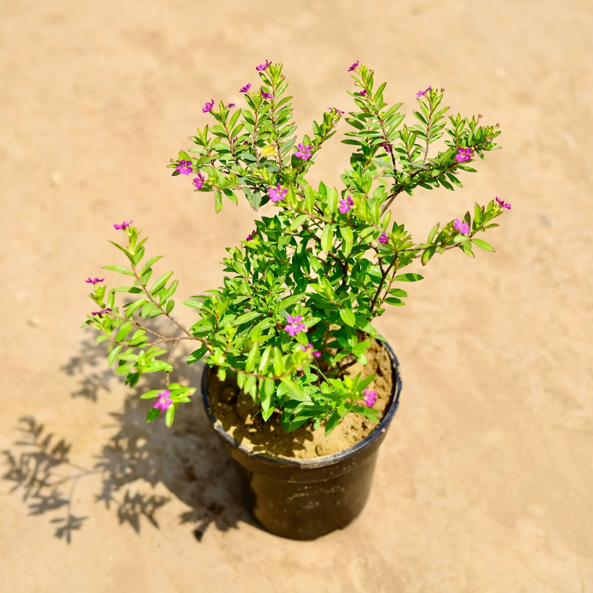 Cuphea / False Heather ( Any Colour)� in 5 Inch Nursery Pot