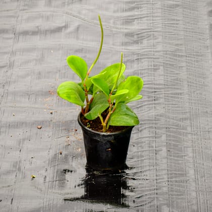 Buy Peperomia / Radiator Plant Green in 4 Inch Nursery Pot Online | Urvann.com