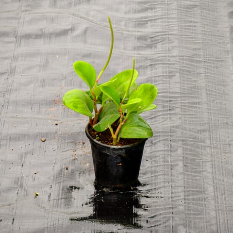 Peperomia / Radiator Plant Green in 4 Inch Nursery Pot