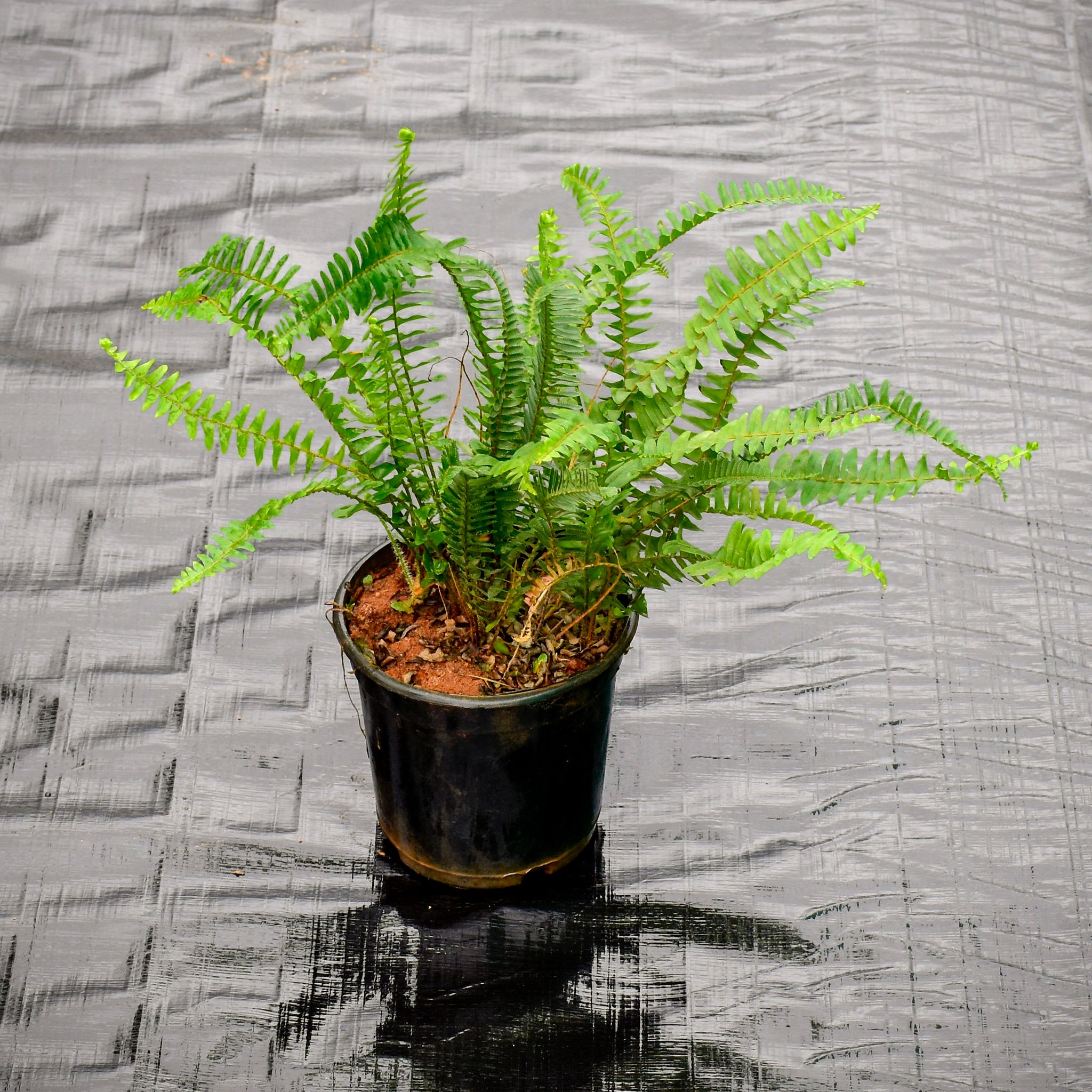 Fern Green in 5 Inch Nursery Pot