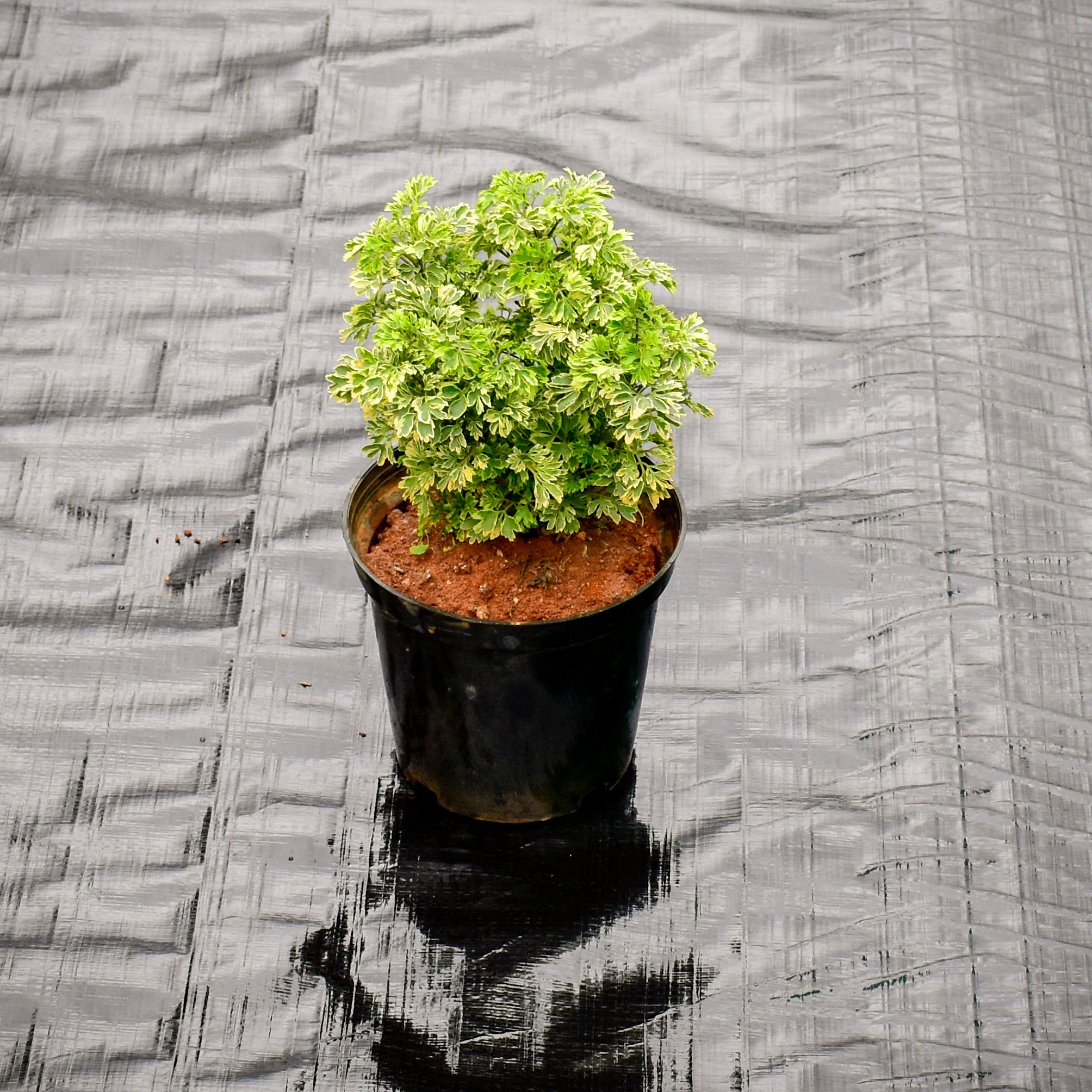 Aralia White Green in 6 Inch Nursery Pot