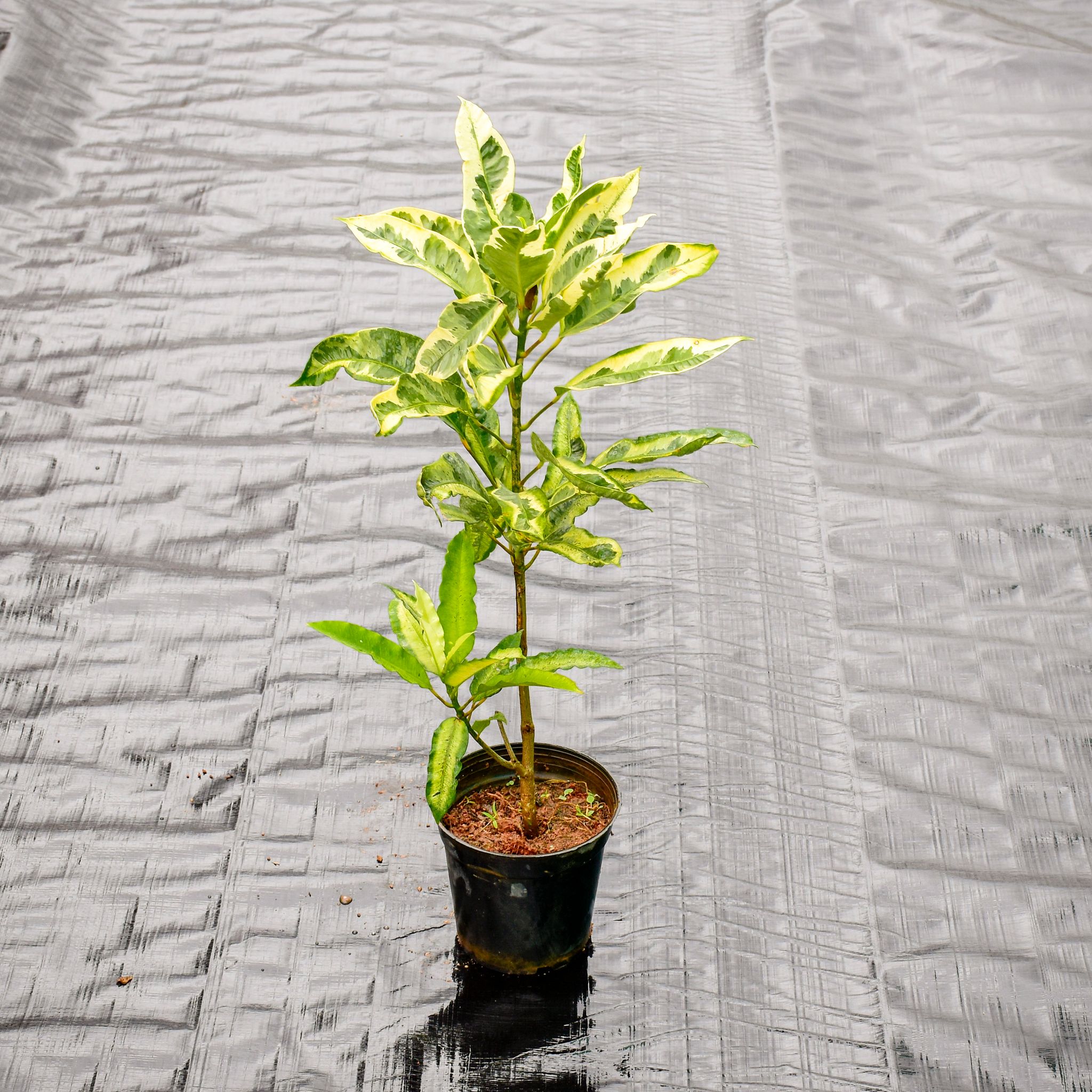 Croton White in 5 Inch Nursery Pot
