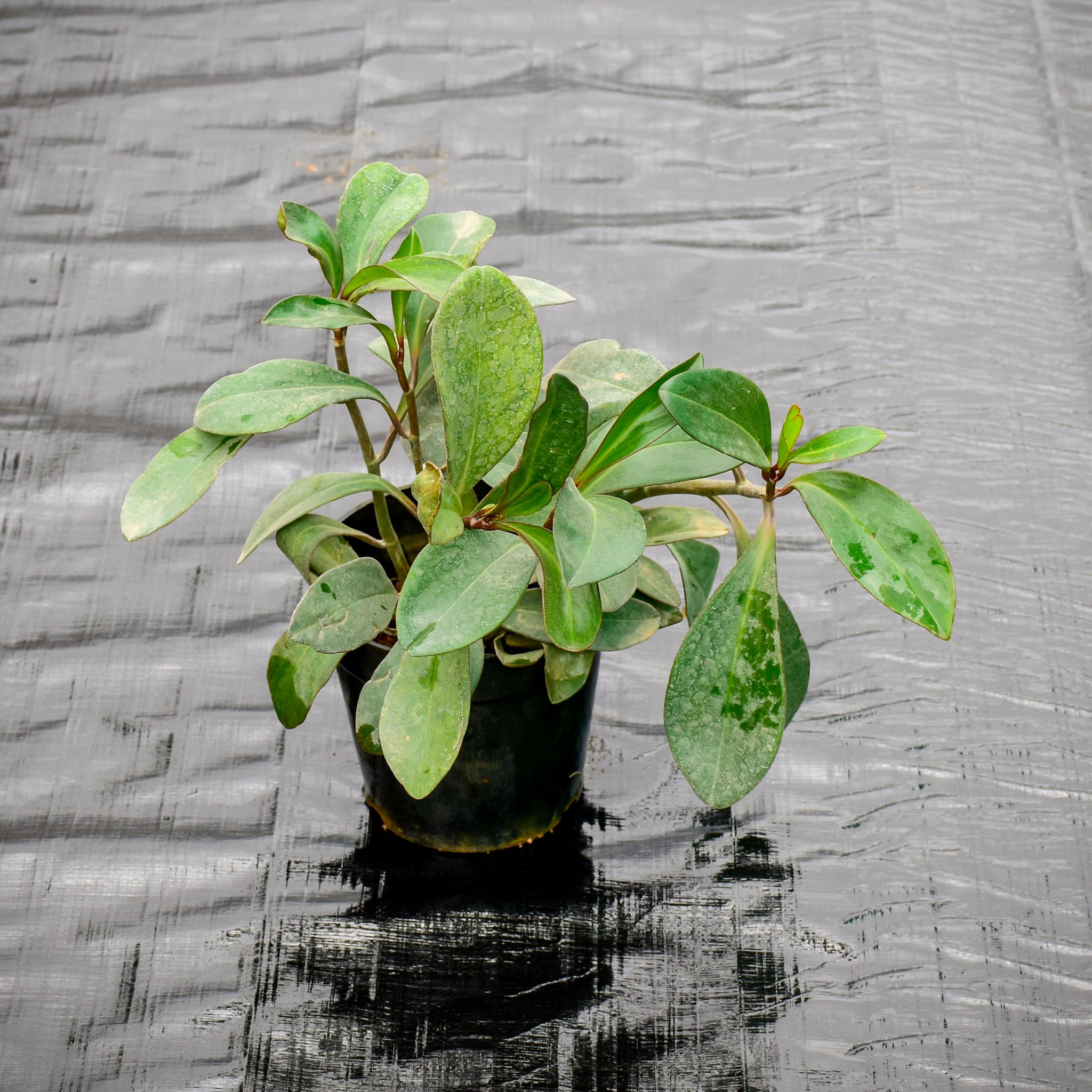 Peperomia / Radiator Plant Green in 5 Inch Nursery Pot