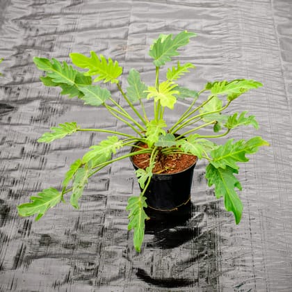 Buy Xanadu Golden in 6 Inch Nursery Pot Online | Urvann.com