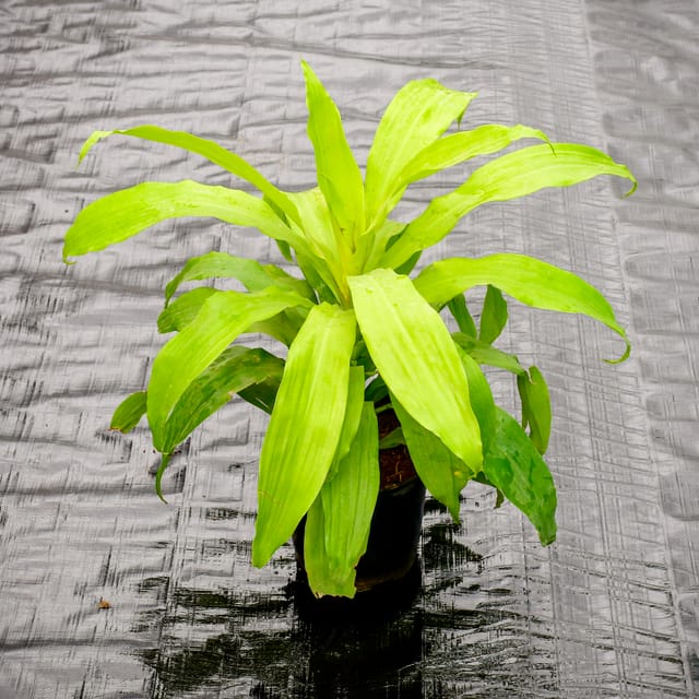 dracaena mannii Dracaena marginata 'Magenta' multi cane 10