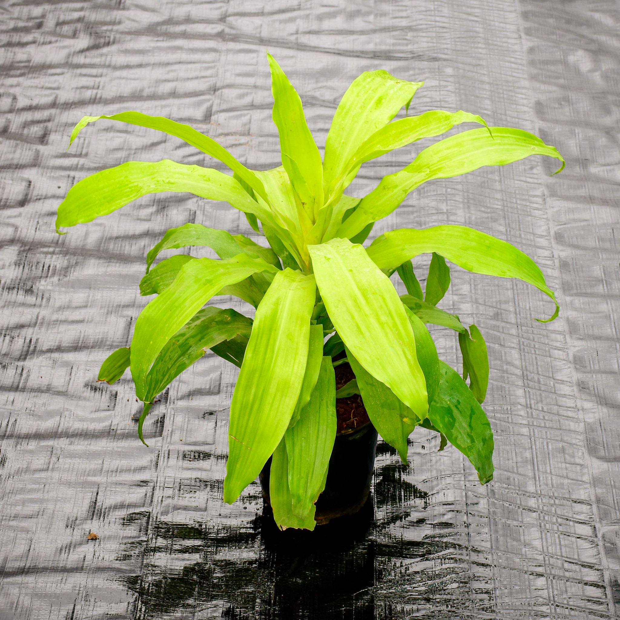 Dracaena Golden in 6 Inch Nursery Pot