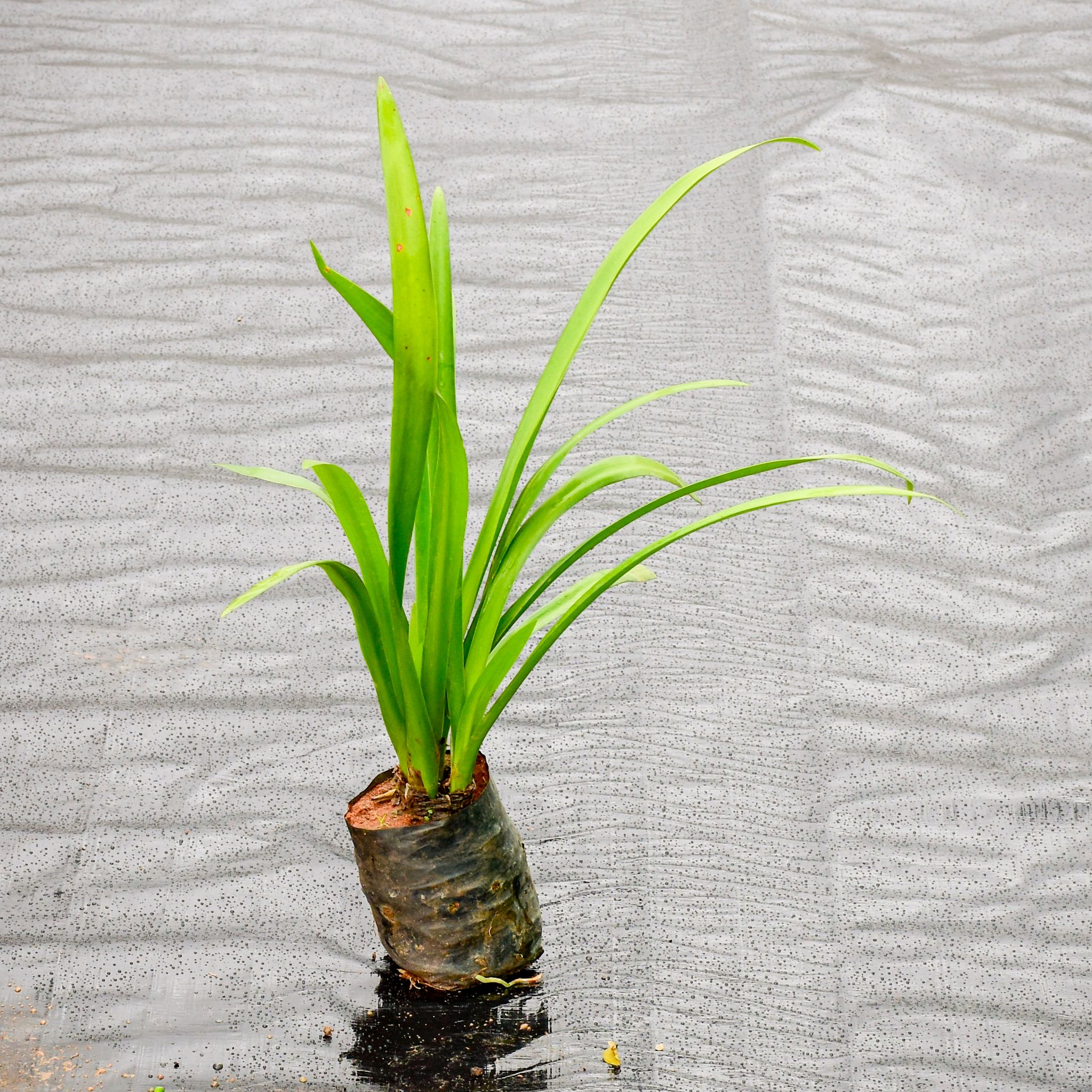 Spider Lily in 4 Inch Nursery Bag