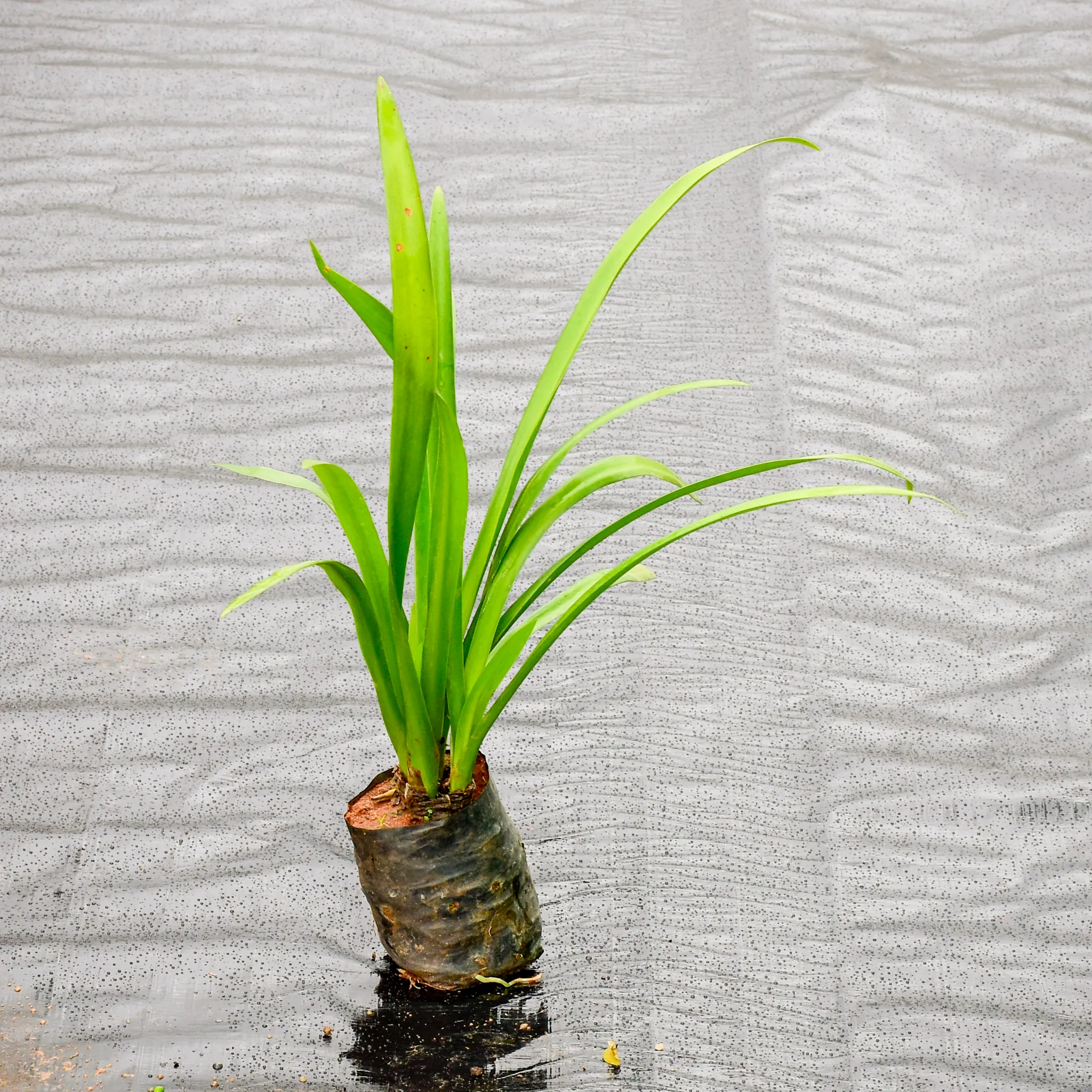 Spider Lily in 4 Inch Nursery Bag