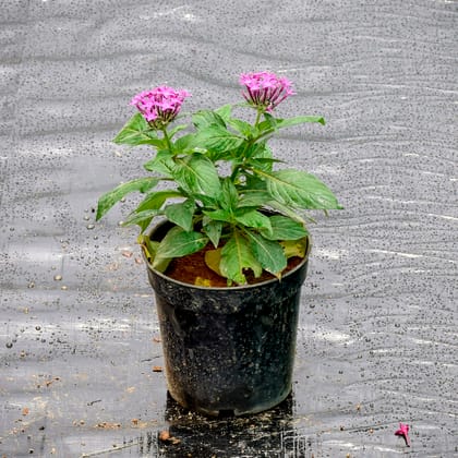 Buy Pentas Purple in 5 Inch Nursery Pot Online | Urvann.com
