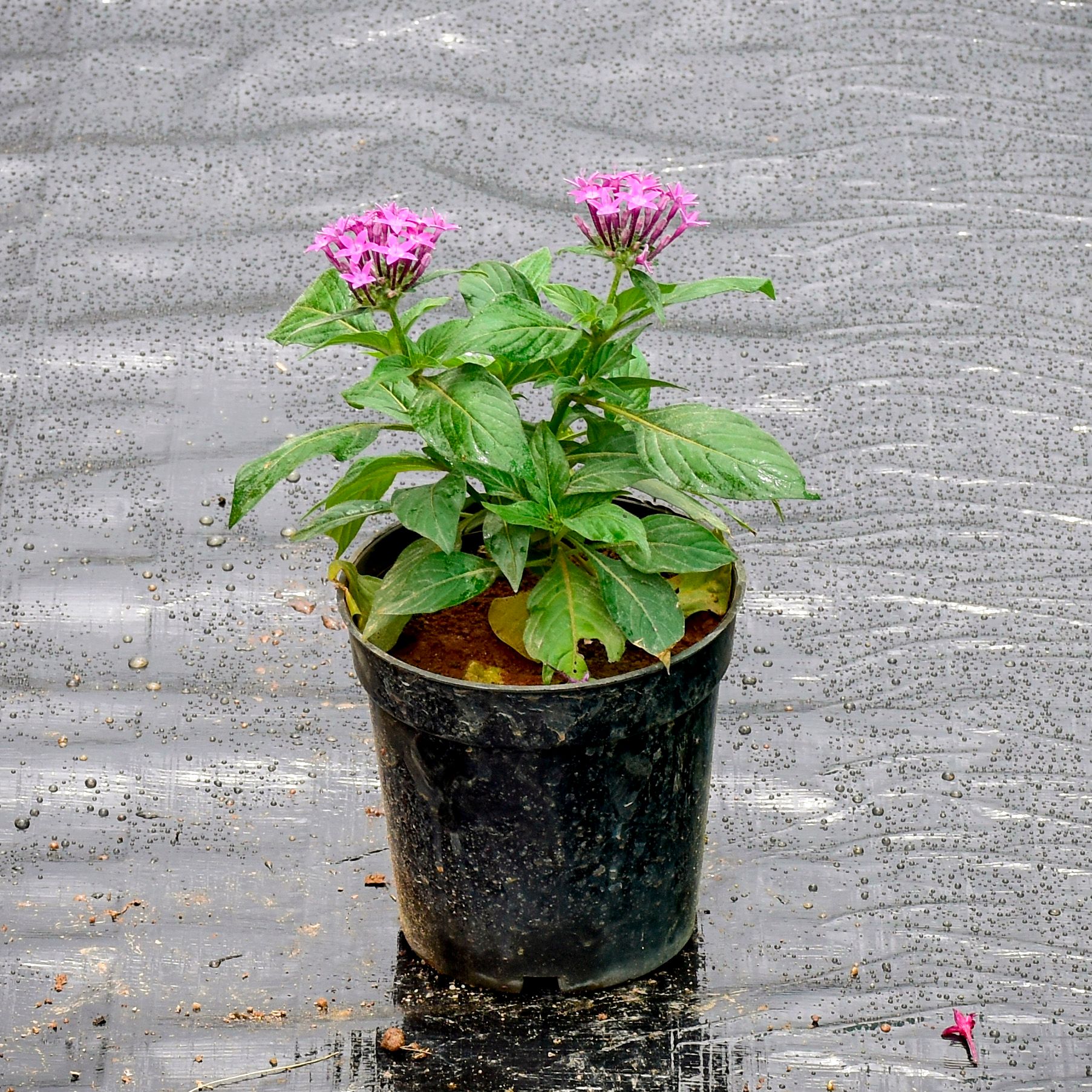 Pentas Purple in 5 Inch Nursery Pot