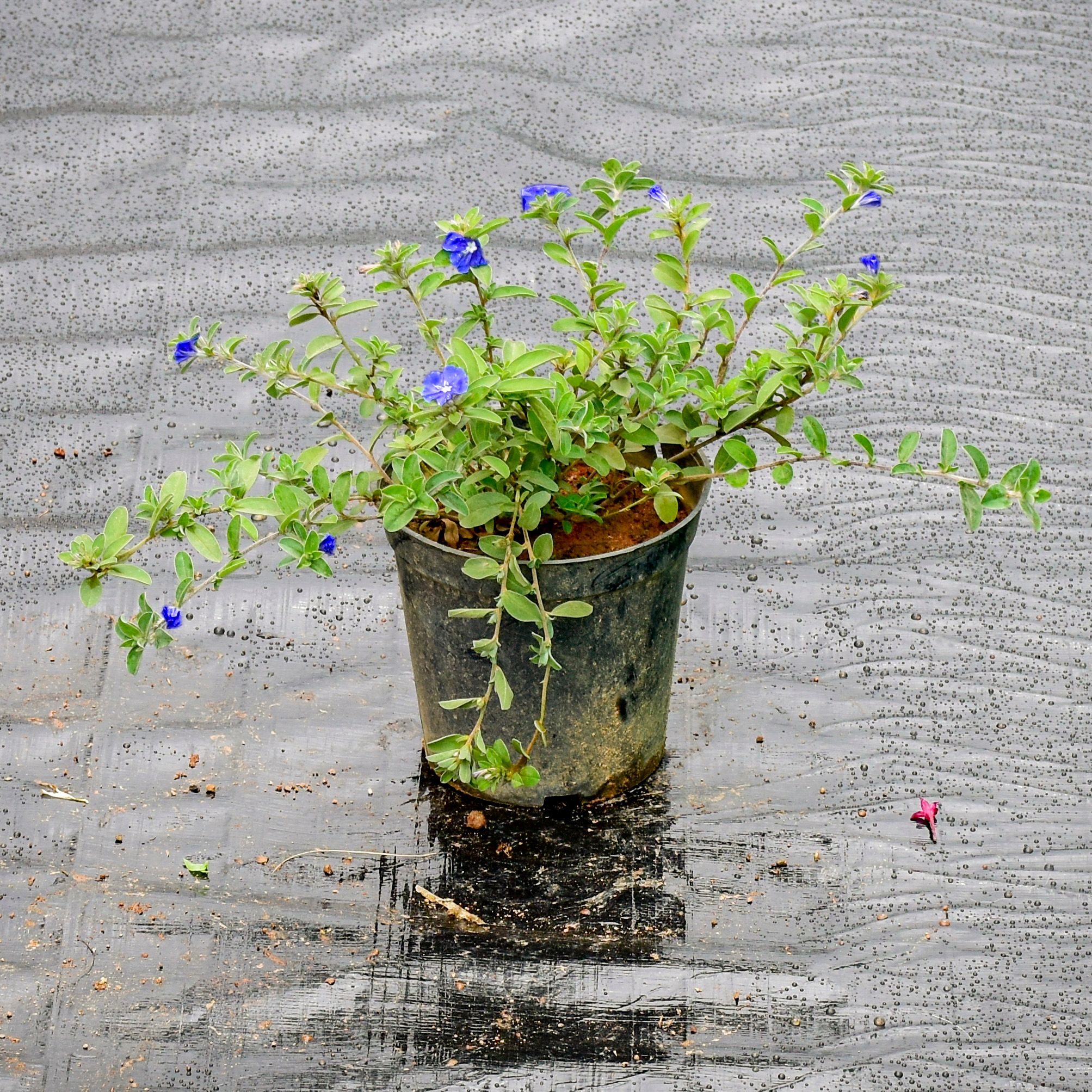 Morning Glory / Blue Daze in 5 Inch Nursery Pot
