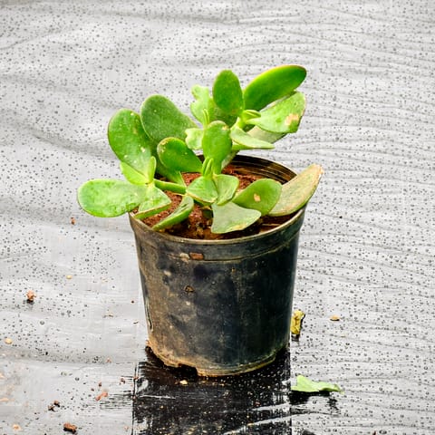 Crassula in 4 Inch Nursery Pot