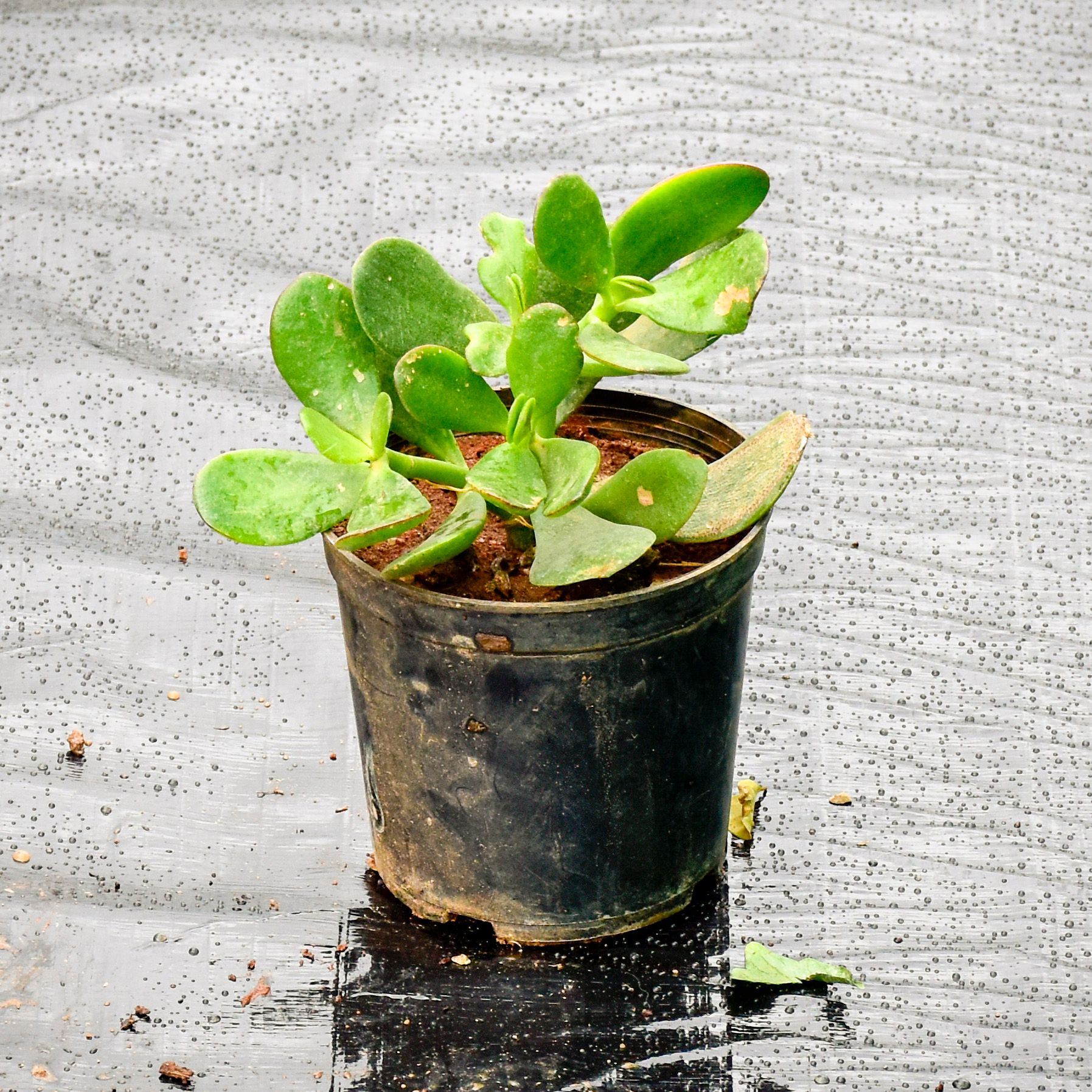 Crassula in 4 Inch Nursery Pot